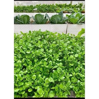 Hạt giống cải xoong 200 hạt - xà lách xoong