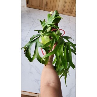 Cây ổ rồng cỡ trung