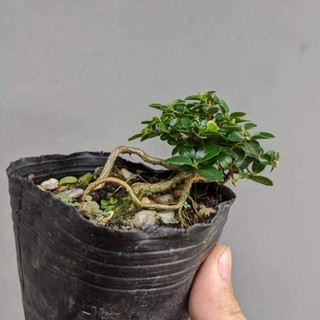 Sam hương indo dáng quái siêu mini