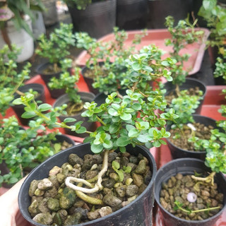 Sam hương INDO dáng QUÁI siêu mini