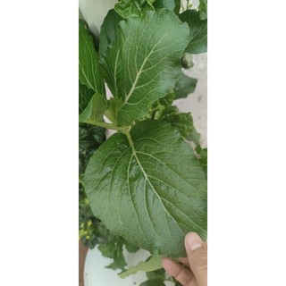 Dung dịch hữu cơ thế hệ mới