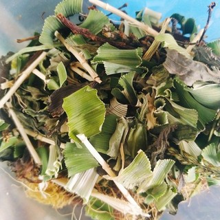 set nước sâm thảo mộc nước mát tươi khô