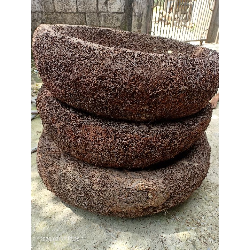 Dớn chậu trồng lan sz 23-25cm,cao 12-14cm giá thể ghép lan