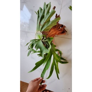 Cây ổ rồng cỡ trung