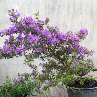Linh sam bụi SIÊU BÔNG