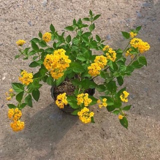 Hoa ngũ sắc rủ (cây giống)