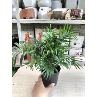 Cây Cau Tiểu Trâm Trồng Chậu Mềm Làm Cây Để Bàn Hợp Phong Thủy Cao 15-20cm