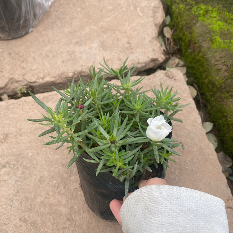 Cây hoa mười giờ mỹ , hoa 10h mỹ đơn đang có nụ và hoa