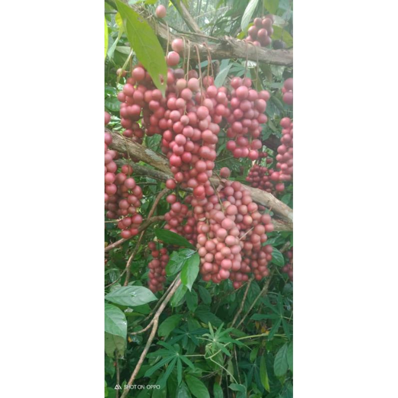 2 cây dâu da đất màu đỏ