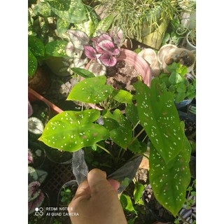 củ Môn Đốm xanh