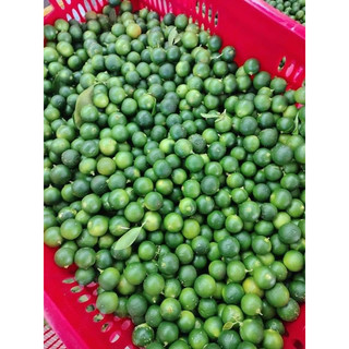 Quất Tươi  (Trái Tắc) - Tươi Ngon & Mọng Quả - Ship Hoả Tốc