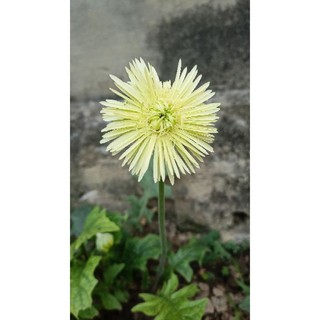 Hoa đồng tiền cổ thái lan