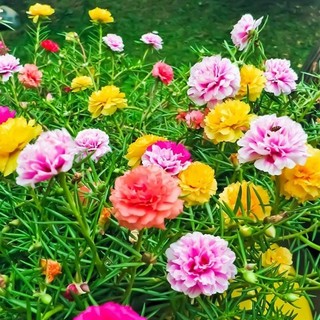 10 cành hoa mười giờ, hoa sam mix màu - sống 100%