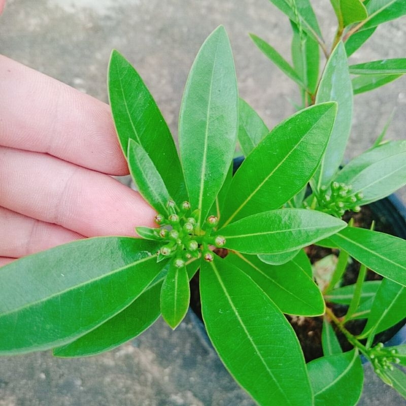 Cây Mai Thái Đỏ