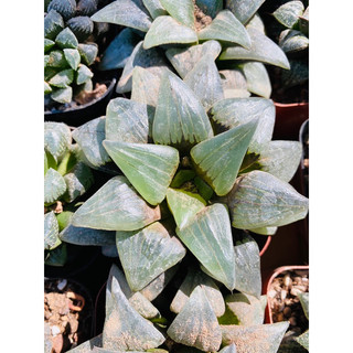 sen đá haworthia 05