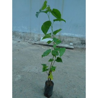 Cây dâu tằm - cây giống, bầu đất