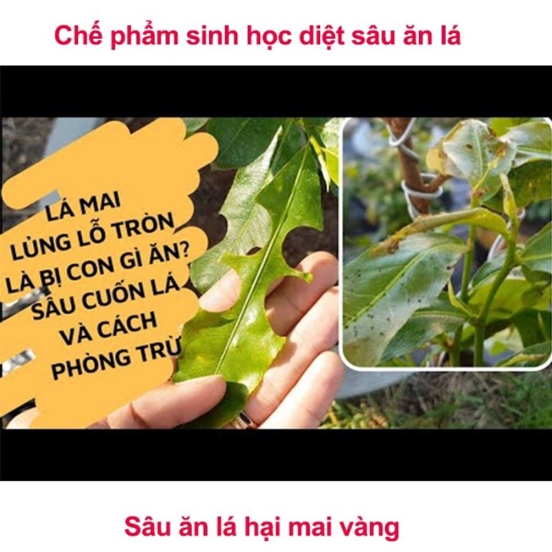 Thuốc diệt sâu ăn lá trên hoa hồng.hoa mai.rau mầu.cây có múi