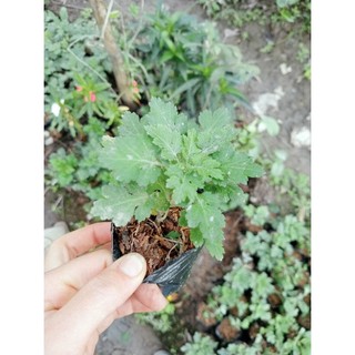 Combo 10 bầu giống hoa cúc chi - trà cúc làm trà