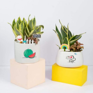 Lưỡi hổ để bàn tặng chậu và icon