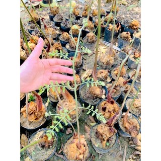củ cu li to đại chuẩn loại lông vàng