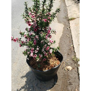 Cây Nhất Chi Mai(loại lớn.cao 80cm đến 90cm)