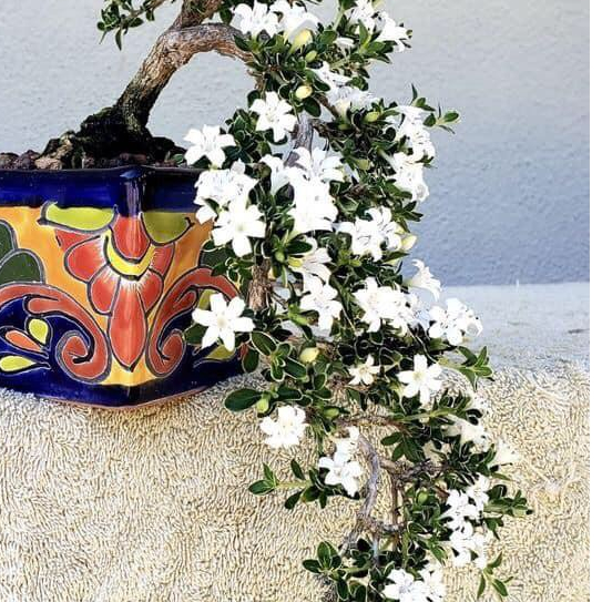Bạch tuyết mai bonsai để bàn