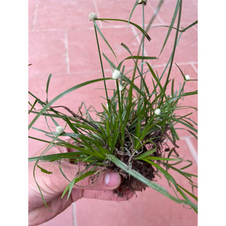 Cỏ bạc đầu