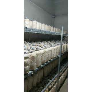 Phôi Nấm Mối Đen (1 kiện 3 bịch)