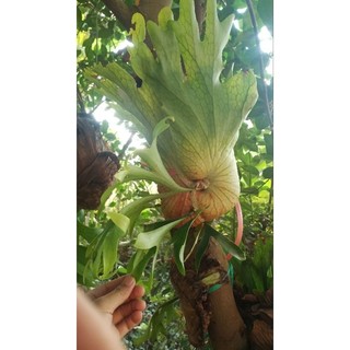 Cây ổ rồng cỡ trung