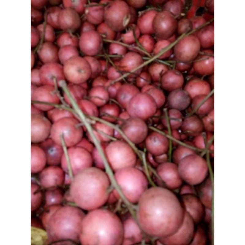 2 cây dâu da đất màu đỏ