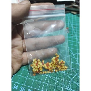 Hạt giống ớt Trung Đoàn siêu cay thơm