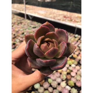 Sen đá Black Queen Size Bầu