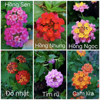 Hoa Ngũ Sắc Kép(1  bầu cây)