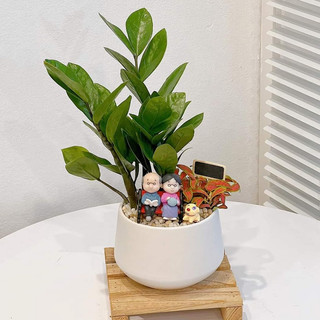 Cây kim tiền mix chậu để bàn
