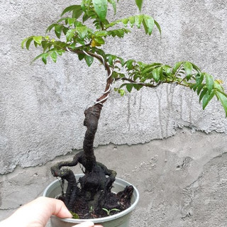 Khế Nhật bonsai Siêu trái