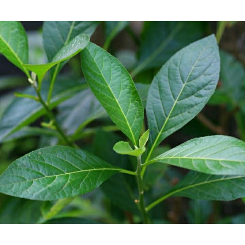 500g lá cây mật gấu