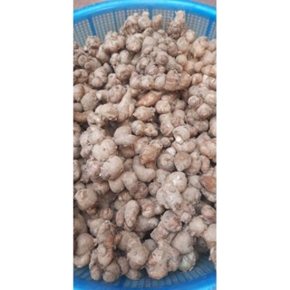 Xá kén(ĐỊA LIỀN- thiền liên-xá kiếng) tươi 1kg - hàng vừa và nhỏ củ rời hợp dã ngâm ruou.