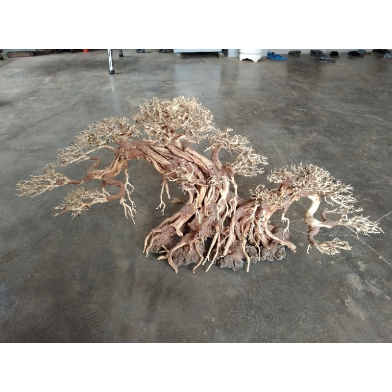 Cây gỗ Lũa Bonsai cho hồ cá, hồ thủy sinh kích thước lớn [ cho hồ cá 1m2 trở lên ]