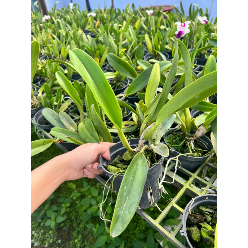 Cattleya Cây trưởng thành  Nhiều màu.