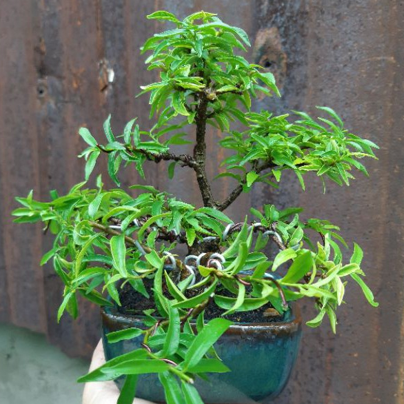 Mai chiếu thủy bonsai mini TẶNG CHẬU