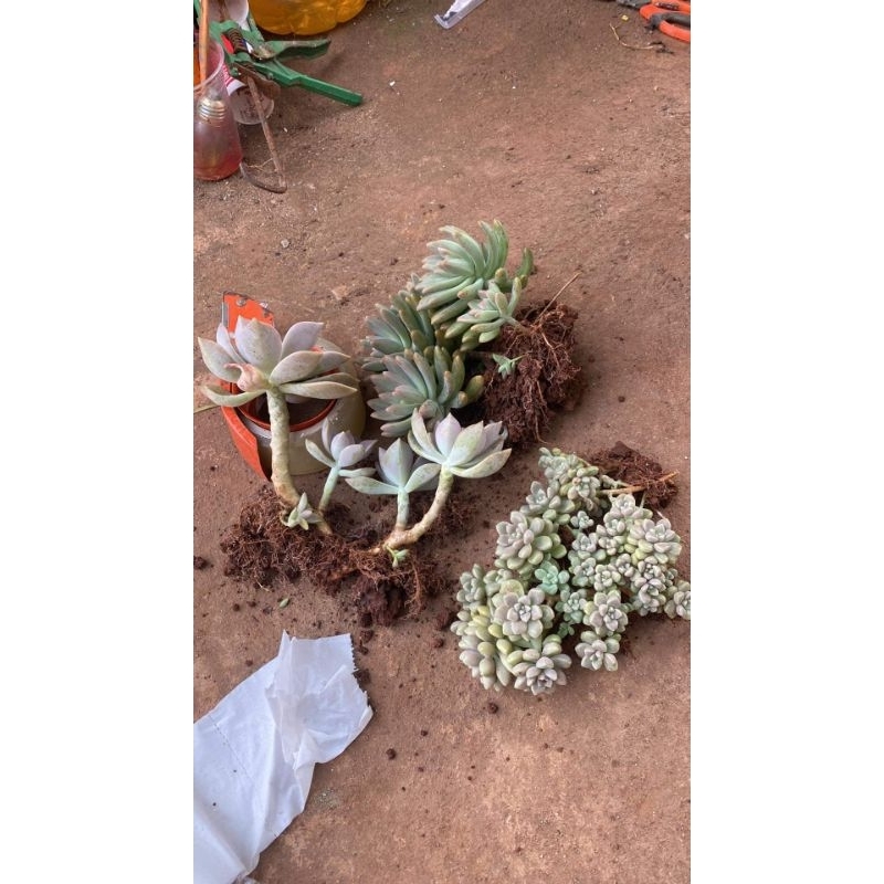 Sen đá bụi thụ