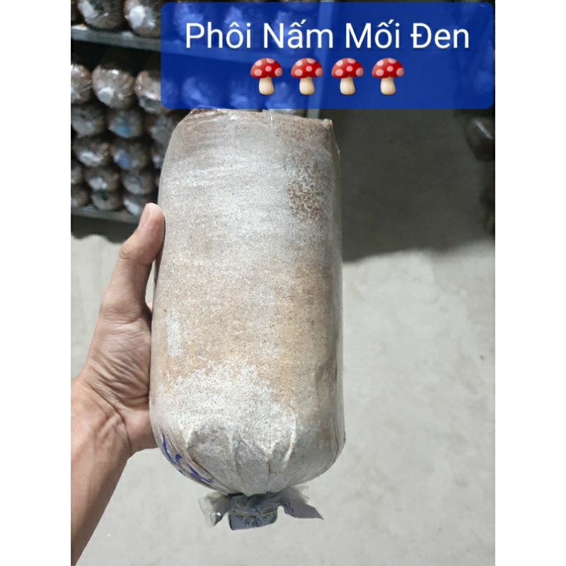 Phôi Nấm Mối Đen (1 kiện 3 bịch)