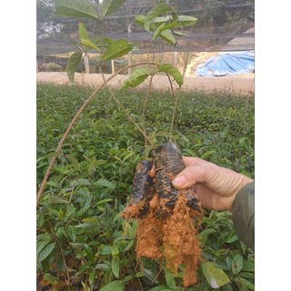 Com bo 100 cây giống ba kích tím quảng ninh
