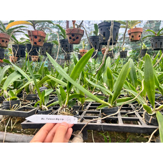 Cattleya Mini Hoa chùm siêng hoa
