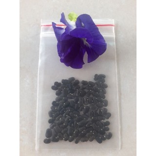 hạt giống hoa đậu biếc kép (30 hạt)