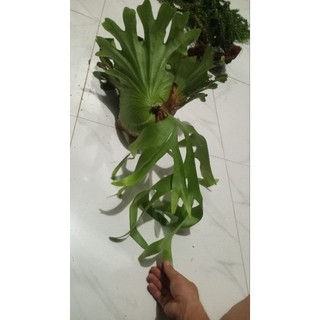 Cây ổ rồng cỡ trung