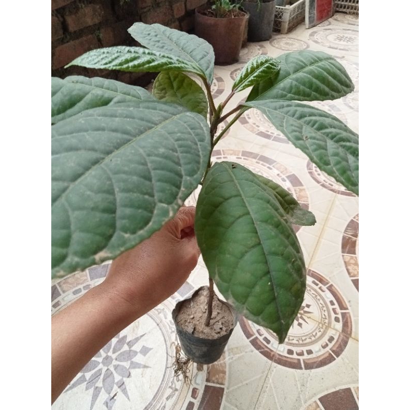 2 cây dâu da đất màu đỏ