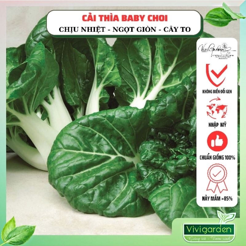 Túi 1gr (~200 hạt) hạt giống cải thìa Baby Choi Mỹ to đẹp trắng xinh và ăn rất ngon