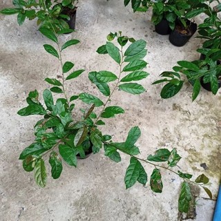 chậu cây xạ đen-vườn của boss