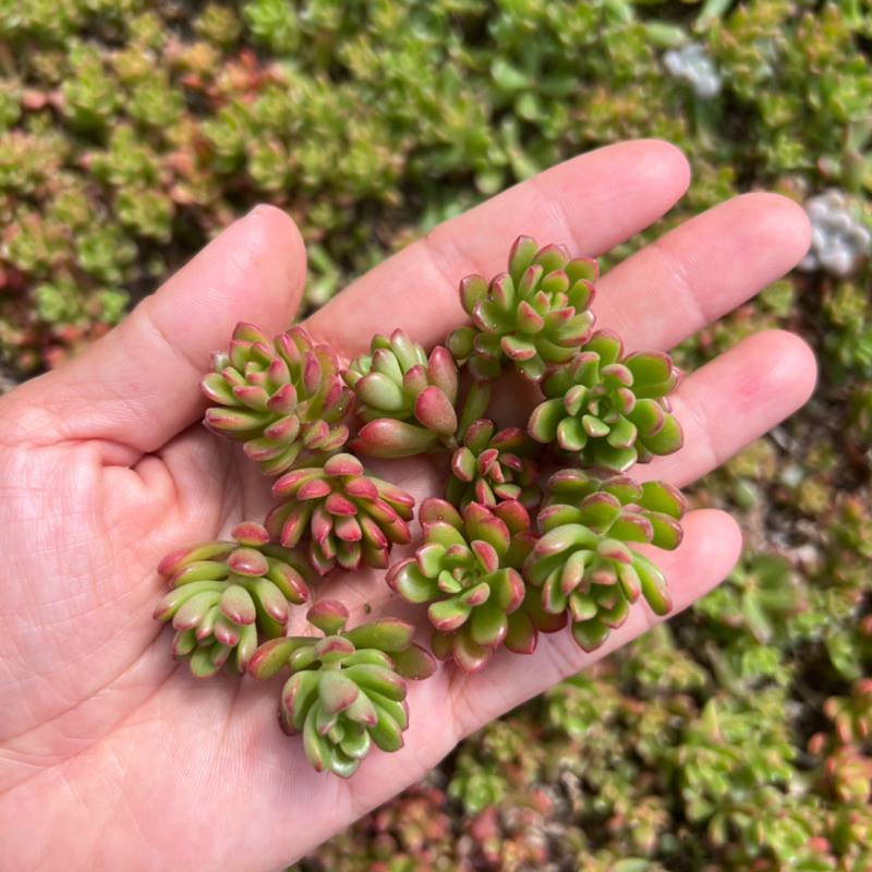 10 đọt sen đá Sedum cam size tí hon 1-1,5cm, siêu xinh, dễ trồng, màu đẹp